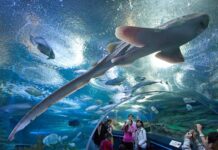 ОКЕАНАРИУМ